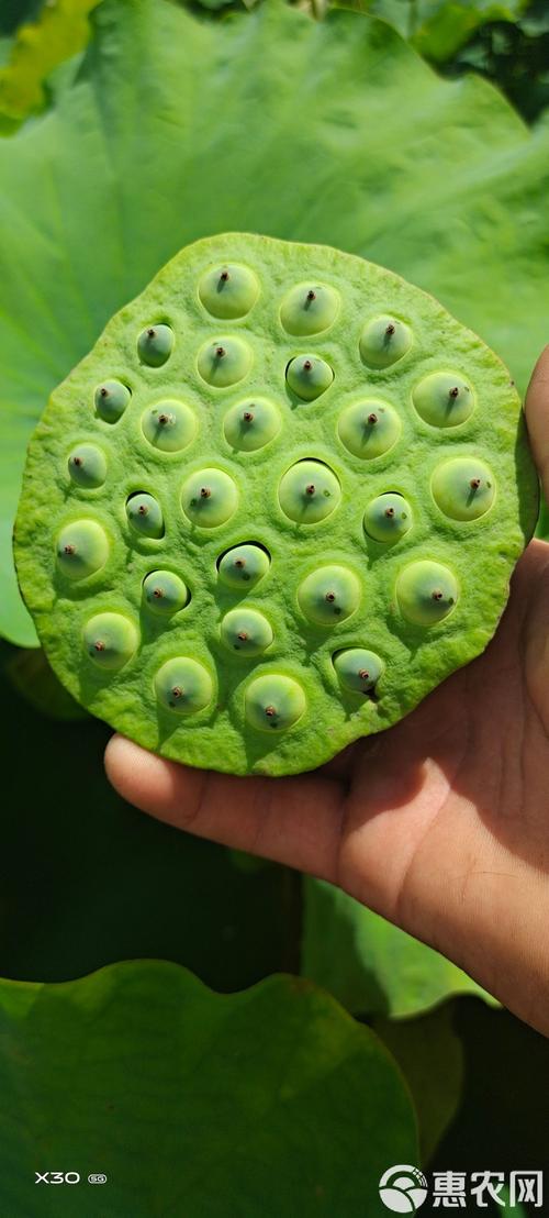 通芯莲天然农副产品